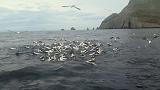190923_IMG_4392b_Sardine_Run
