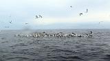190923_IMG_4279c_Sardine_Run