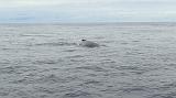 190923_IMG_4425b_Baleine