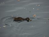 090910_Robertville_006