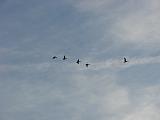 120906_Robertville_062