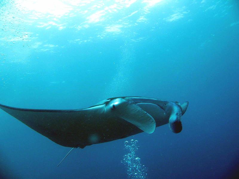 Manta_01.jpg