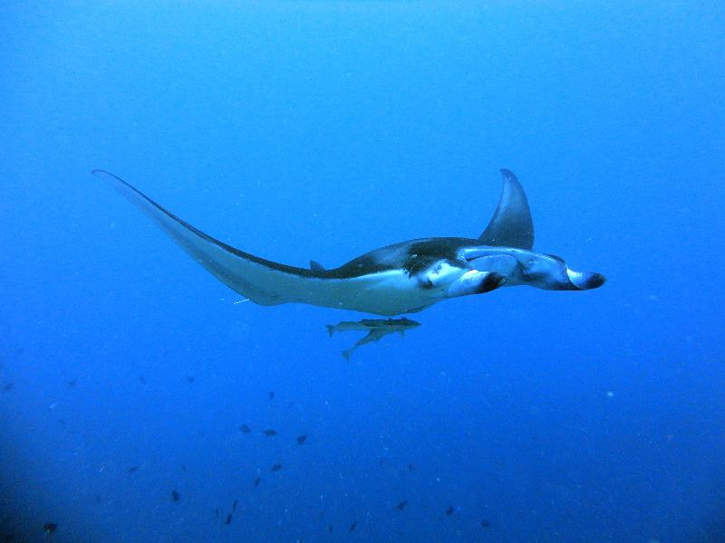 Manta_03.jpg