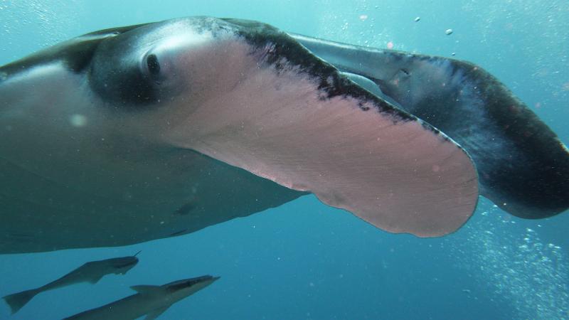 Manta_05.JPG