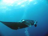Manta_01