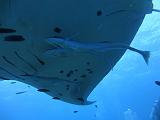 Manta_02
