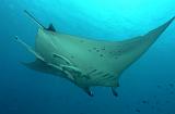 Manta_04