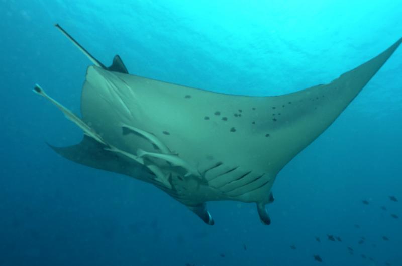 4_Mantas_01.jpg