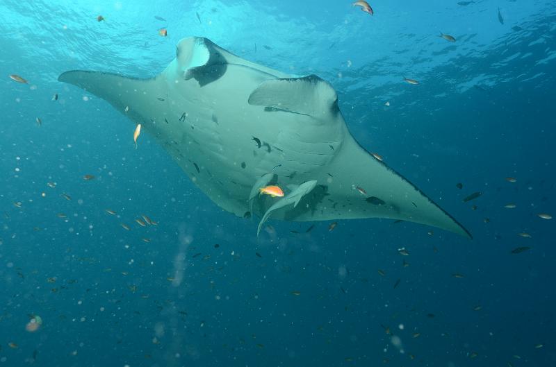 4_Mantas_05.JPG