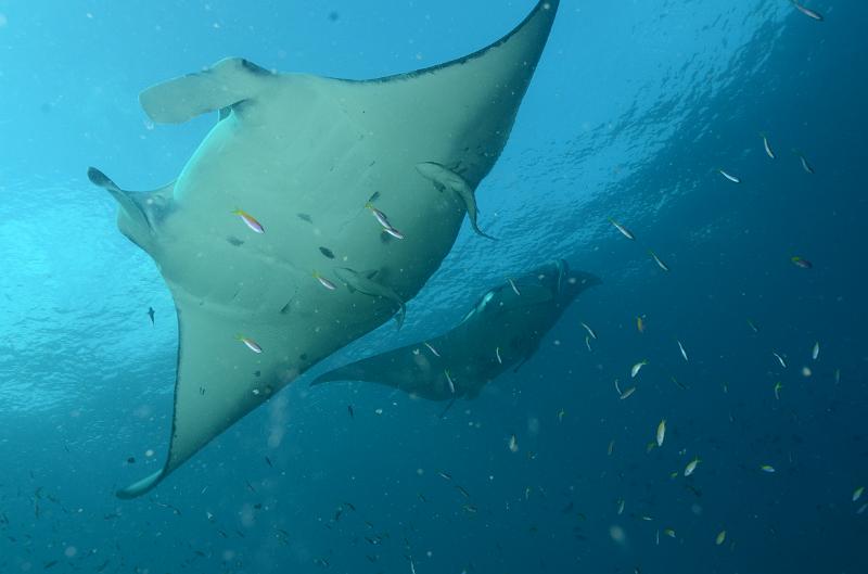 4_Mantas_06.JPG