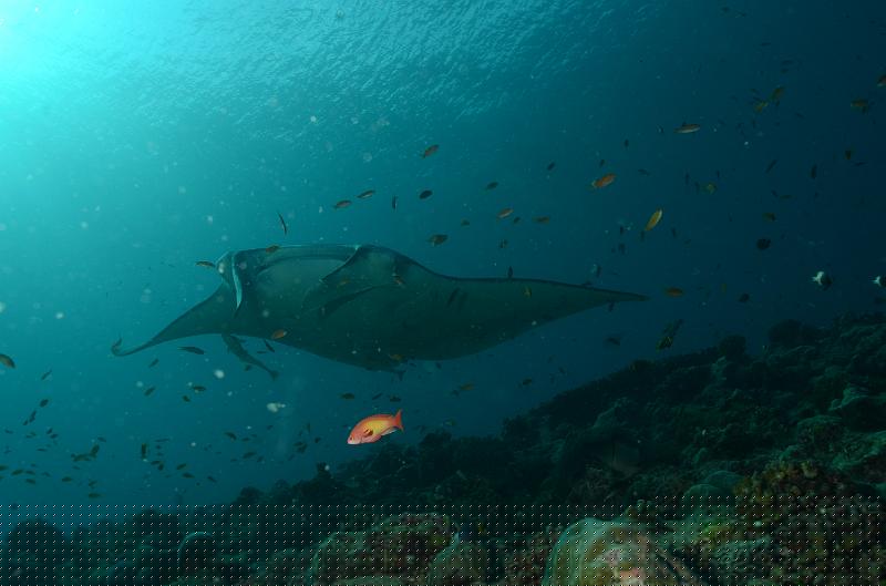 4_Mantas_08.JPG