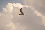 140815_Zelande_042