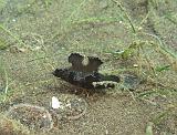 IMG_1501b