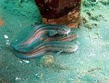 IMG_1538cb