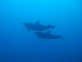 IMG_1746b_Dauphins