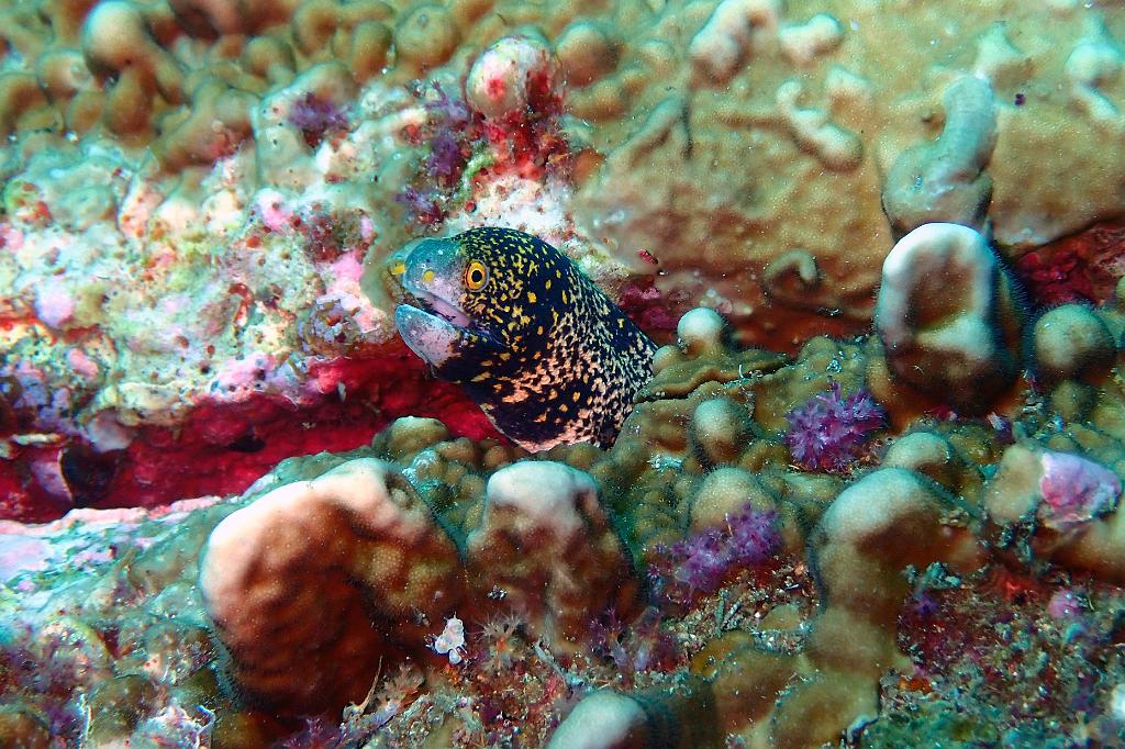 P3101595b.jpg - OLYMPUS DIGITAL CAMERA