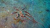 230324_IMG_3299b_Poulpe_miraculeux_Wunderpus-photogenicus