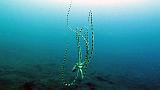 230324_IMG_3310b_Poulpe_miraculeux_Wunderpus-photogenicus