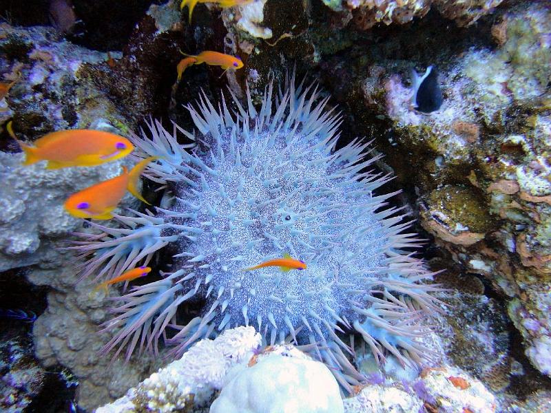 Acanthaster_01.jpg
