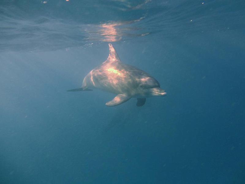 Dauphin_06b.jpg