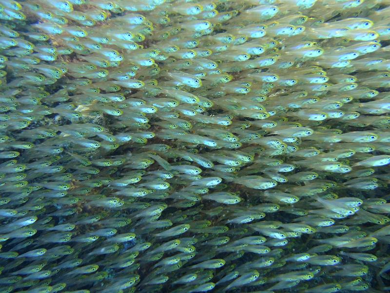 Glasfish_01c.jpg