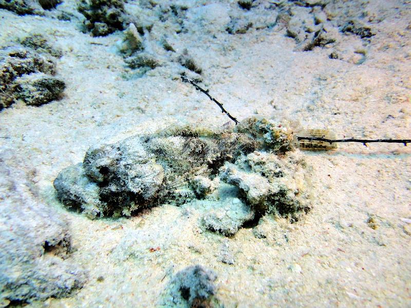 Poisson_scorpion_00.jpg