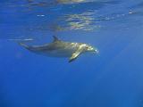 Dauphin_04