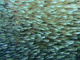 Glasfish_01c