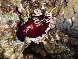 Pleurobranche_grand_rouge