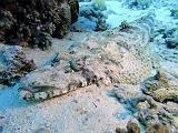 Poisson_Crocodile_01b