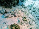 Poisson_Crocodile_02b