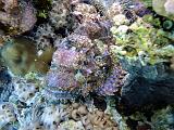 Poisson_Scorpion_01