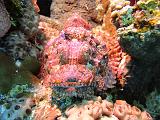 Poisson_Scorpion_03
