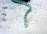 Serpentine_a_pois_01