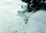 Serpentine_a_pois_02