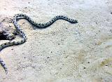 Serpentine_a_pois_04