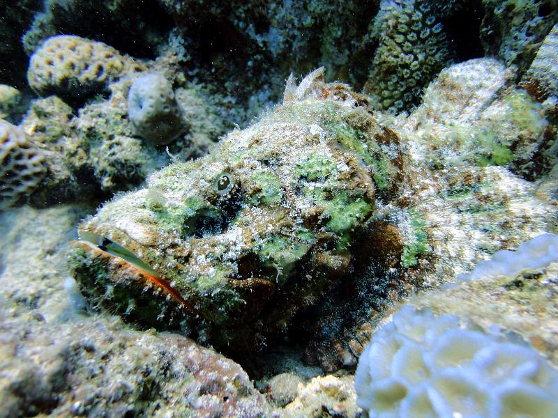 DSC06901b_Scorpion_Diable.jpg - Poisson Scorpion diable