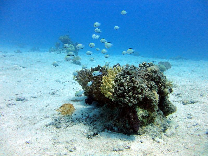 DSC06911b_El-Saqwa.jpg - Patate à El Saqwa