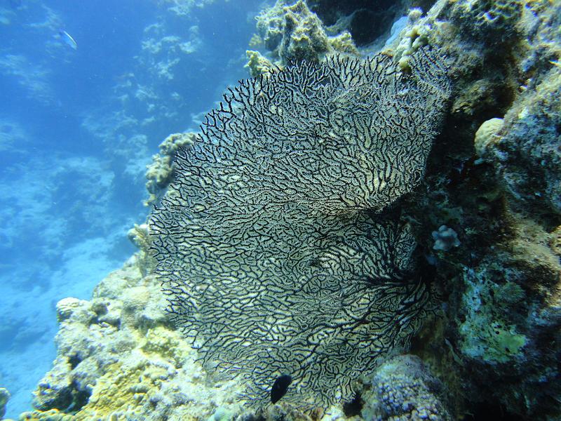 DSC06954_Gorgone.JPG - Gorgone