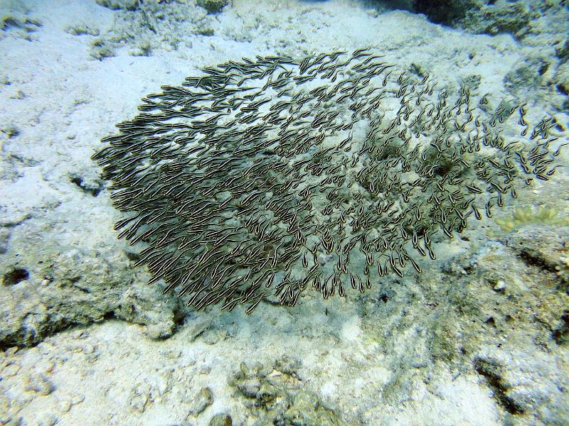 DSC06986b_poissons_chat.jpg - Banc de petits poissons chats
