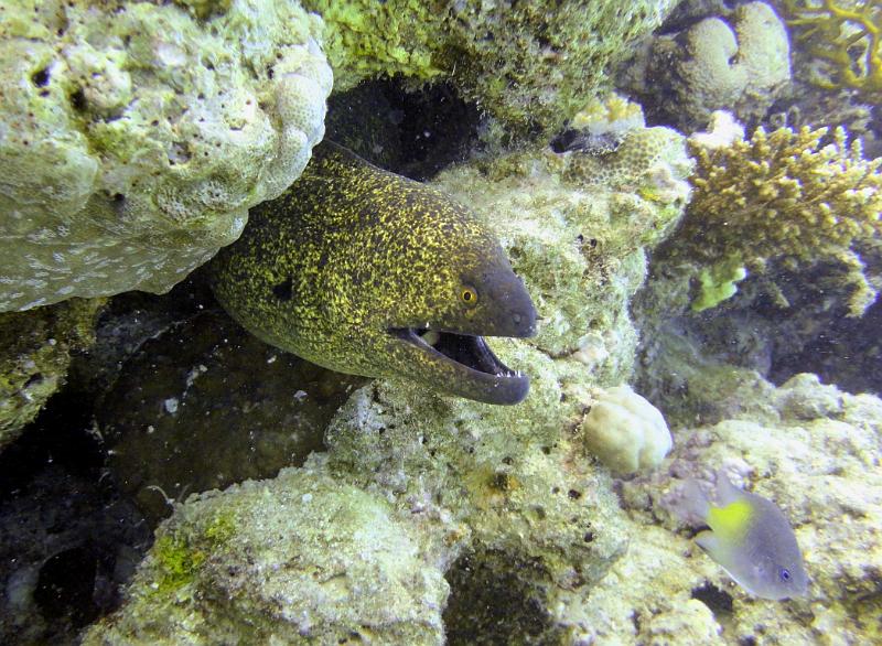 DSC07018d_Murene_a_lisere_jaune.jpg - Murène à liseré jaune