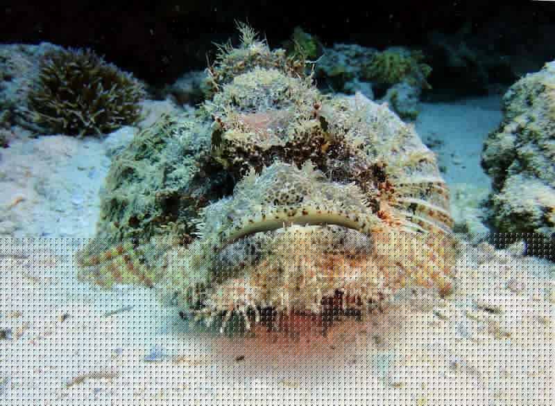 DSC07029b_Scorpion_a_houppe.jpg - Poisson scorpion à houppes