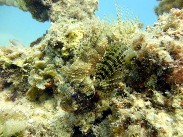 DSC07049b_rascasse_dindon.jpg - Rascasse dindon