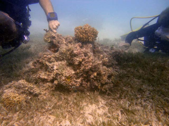 DSC07050b_patate_rascasse_dindon.jpg - Patate Rascasses dindon à Marsa Abu Galawa