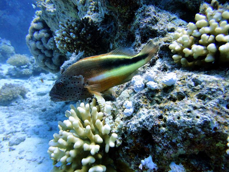 DSC07113b_faucon_de_forster.jpg - Poisson faucon de Forster