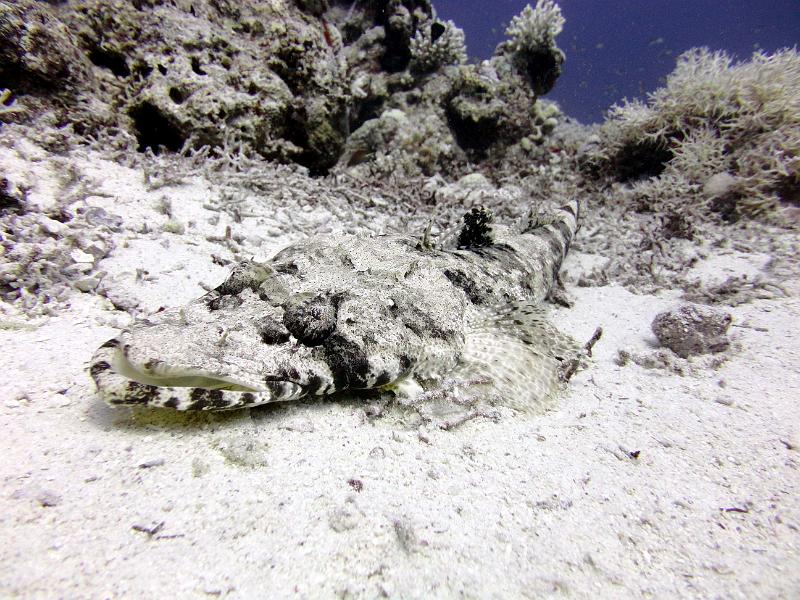 DSC07143b_crocodile.jpg - Poisson crocodile