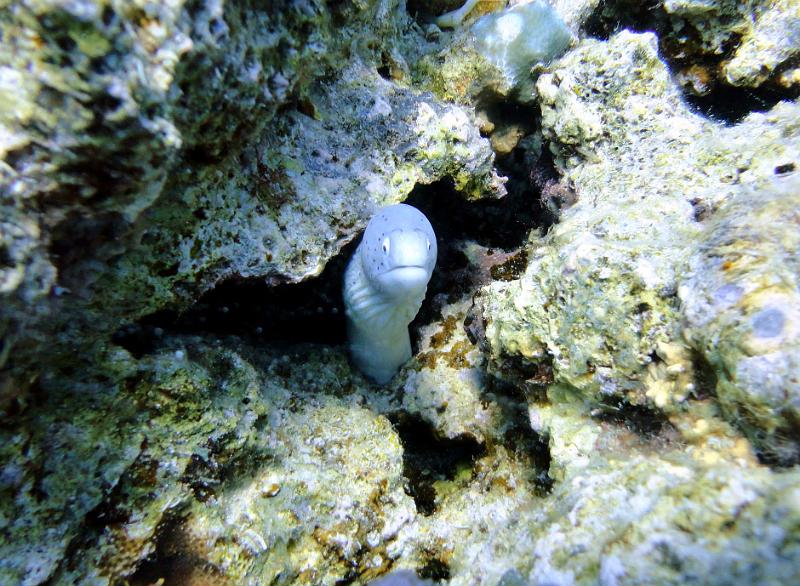 DSC07164b_murene_tatouee.jpg - Murène tatouée