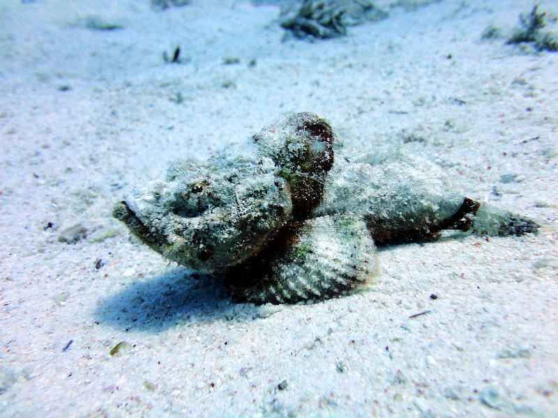 DSC07168b_scorpion_a_bosse.jpg - Poisson scorpion à bosse