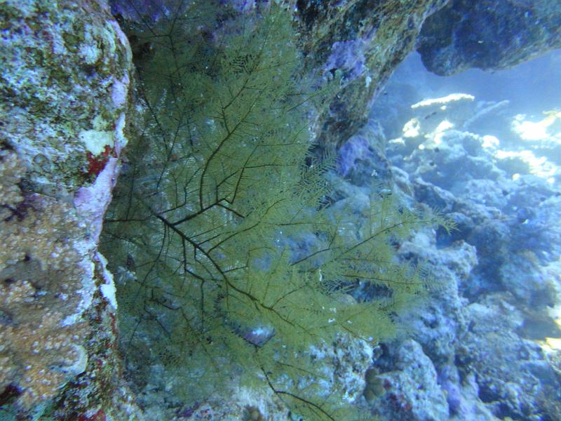 DSC07186_Hydrozoaire.JPG - Hydrozoaire