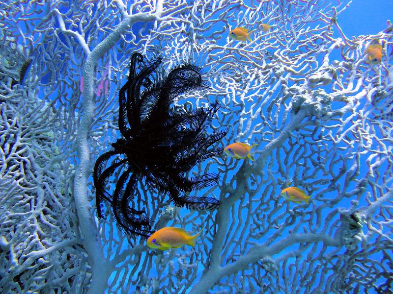 DSC07203b_comatule.jpg - Comatule